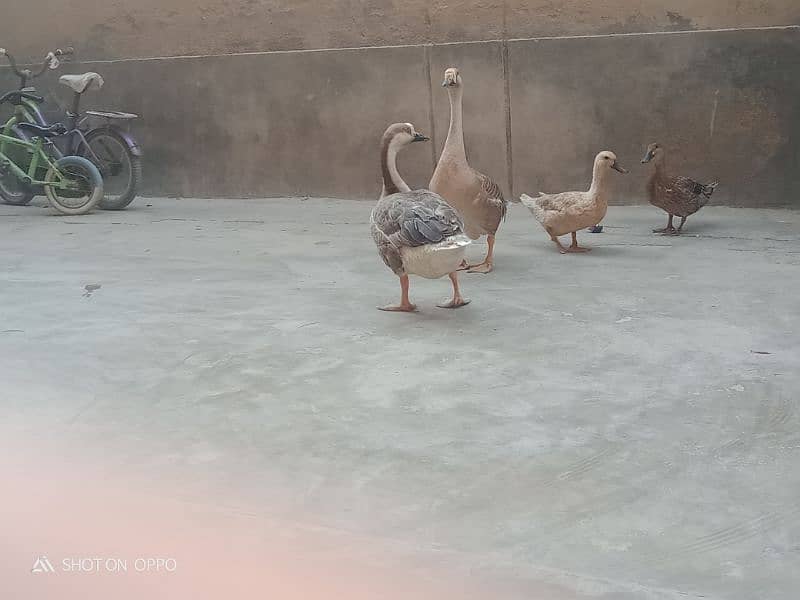 Ducks for sale 5