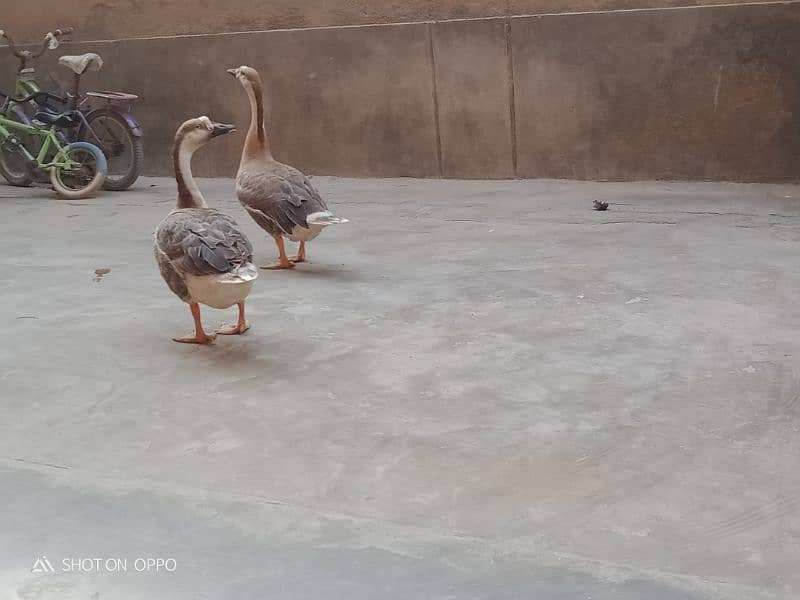 Ducks for sale 8