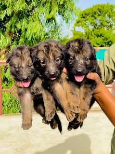 GERMAN SHEPHERD PUPPY 1 MONTH OLD FOR SALE