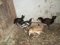 Urgent sale Aseel chick's for sale