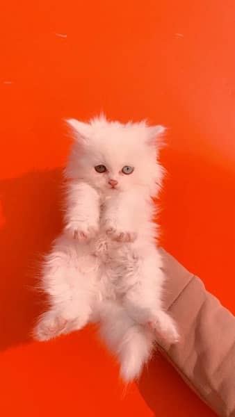 persian kitten 3