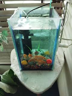 Aquarium with Fishes 0