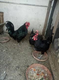 Australorp