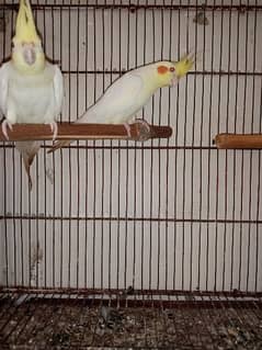 Cockatiel Pair confirm breeder