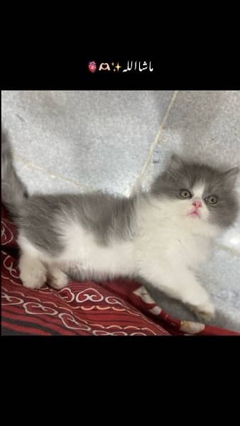 Double coat persian kitten 0