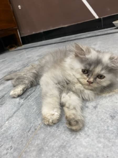 Double coat persian kitten 1