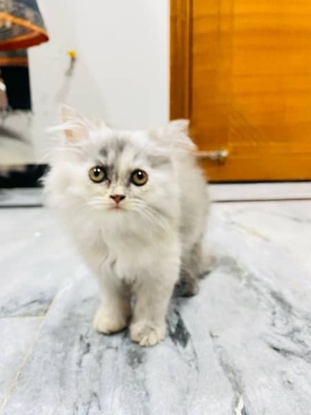 Double coat persian kitten 2