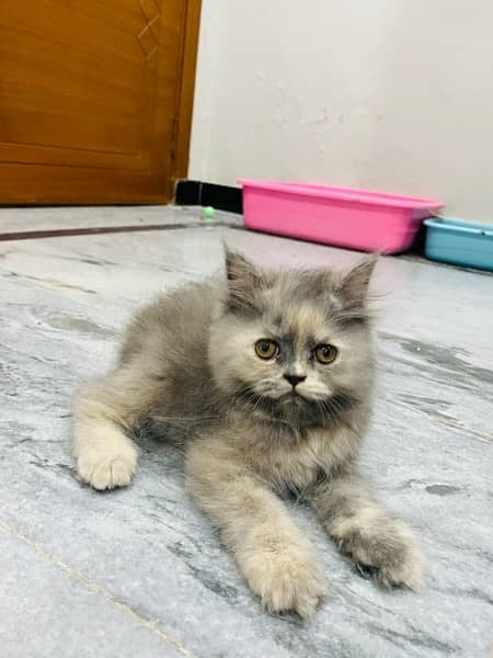 Double coat persian kitten 3