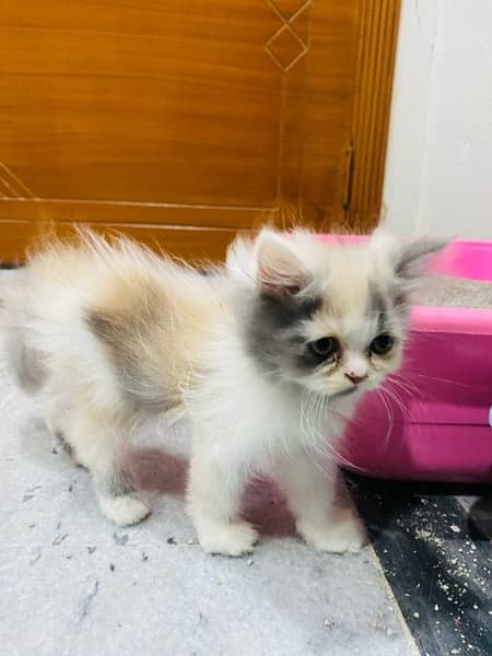 Double coat persian kitten 4