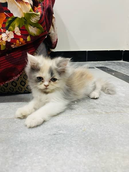 Double coat persian kitten 5