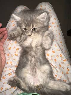 Persian kittens for sale double coat