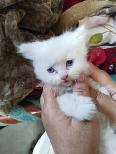 Persian triple coated male kitten 3 months