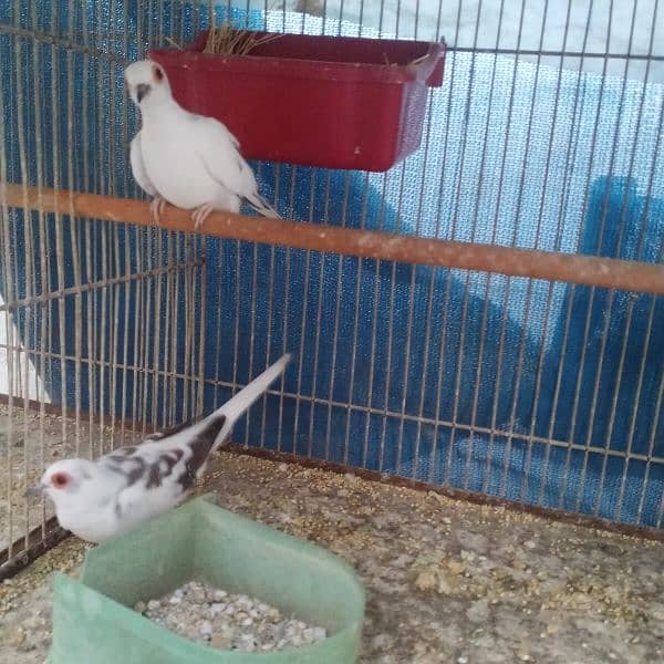 Dove urgent sale 4