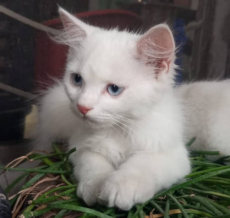 Adorable White Kittens with Blue Eyes | Persian Kitten | Triple Coated 0