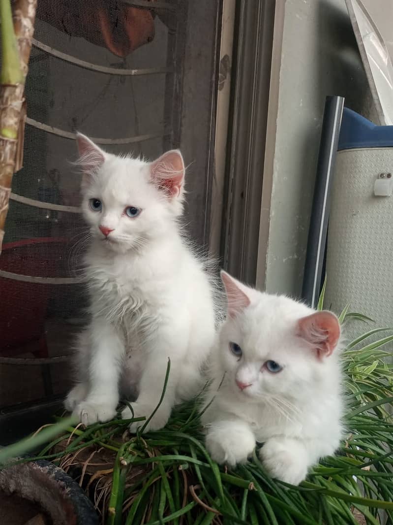 Adorable White Kittens with Blue Eyes | Persian Kitten | Triple Coated 3