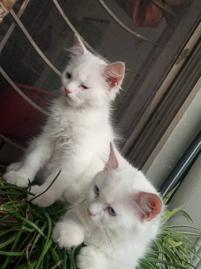 Adorable White Kittens with Blue Eyes | Persian Kitten | Triple Coated 5