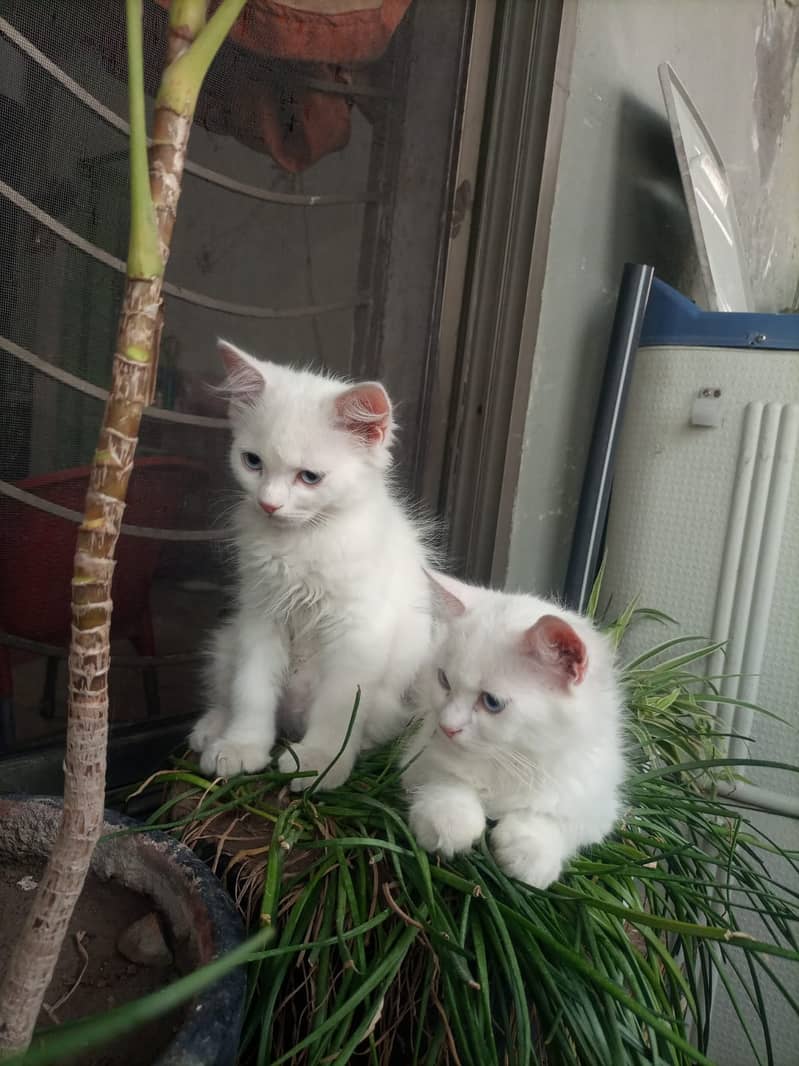 Adorable White Kittens with Blue Eyes | Persian Kitten | Triple Coated 7