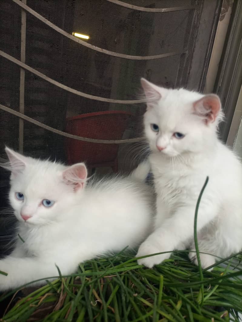 Adorable White Kittens with Blue Eyes | Persian Kitten | Triple Coated 8