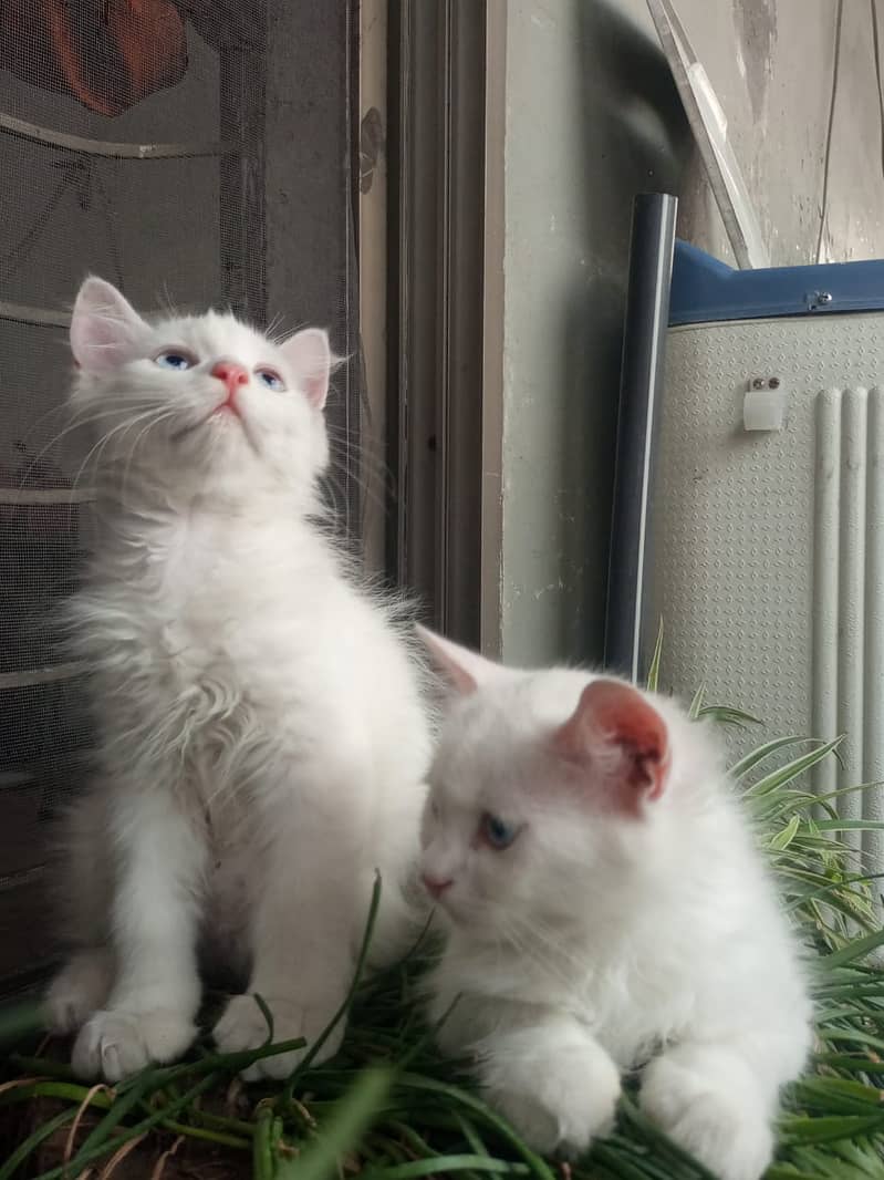 Adorable White Kittens with Blue Eyes | Persian Kitten | Triple Coated 12