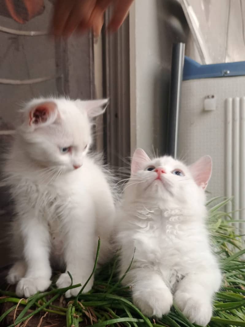 Adorable White Kittens with Blue Eyes | Persian Kitten | Triple Coated 13