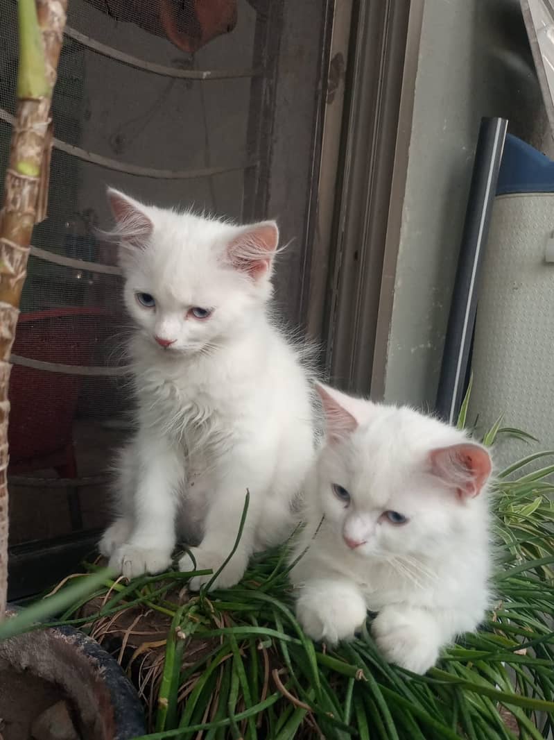 Adorable White Kittens with Blue Eyes | Persian Kitten | Triple Coated 14