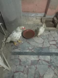 Aseel pair for sale