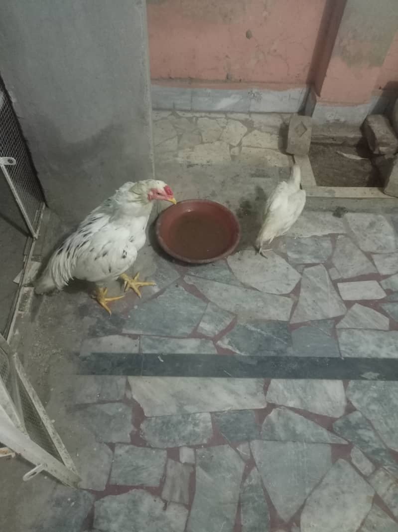 Mianwali Aseel pair for sale 3