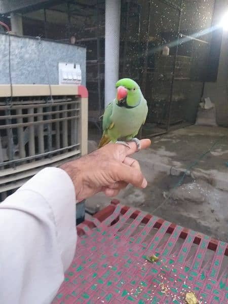 parrot 1