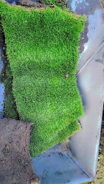 American grass natural/ carpet garden grass 3