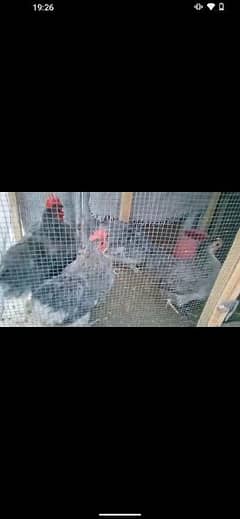 bantam chick and polish female and golden buff female and Sussex pair
