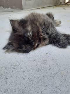 Persian kitten for sale