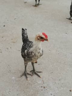 Egyption Fyuomi pure misri chicks for sale