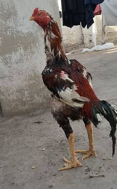 Hera murga  ,Shamo chicks ,Thai chicks or kamalia breed murga,mianwali