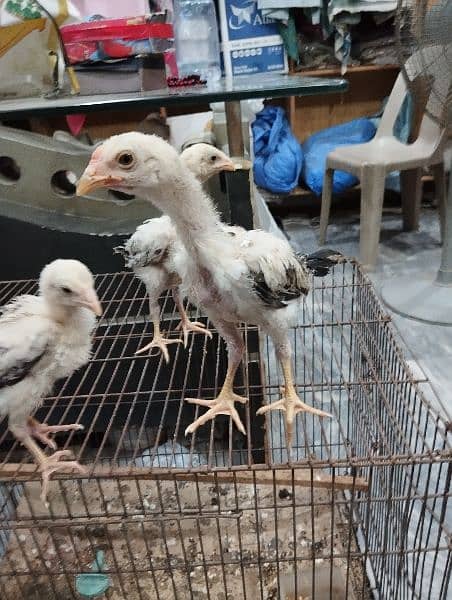 Hera murga  ,Shamo chicks ,Thai chicks or kamalia breed murga,mianwali 2