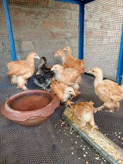 Golden Buff (heavy) chicks