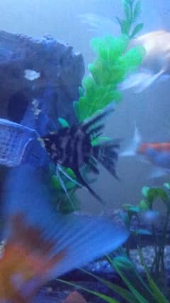 Angel Fish 8 fishes available