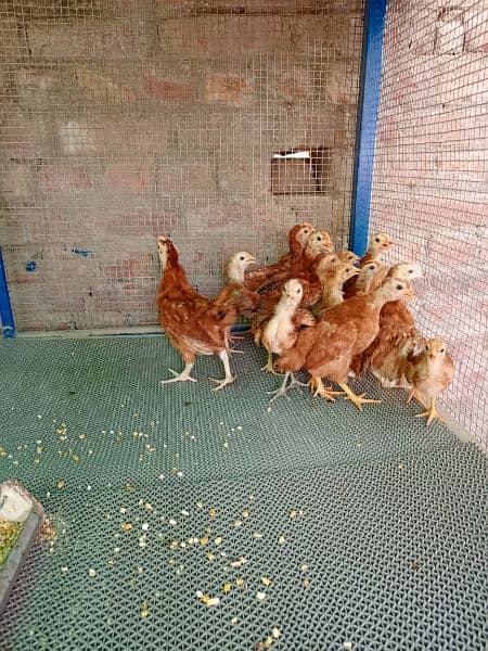 Rhode Island Red (RIR) chicks - Hens - 1089204373