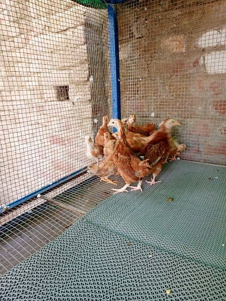 Rhode Island Red (RIR) chicks - Hens - 1089204373