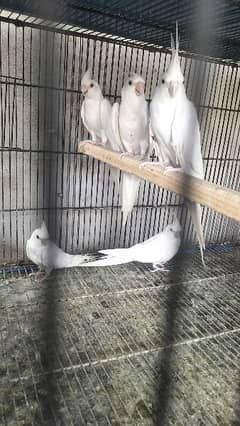 Cockatiel Breeder Pairs with 4 chicks