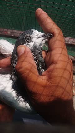 Ali waly pigeons