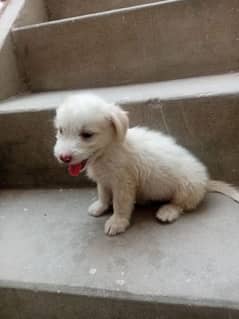 poodle import breed