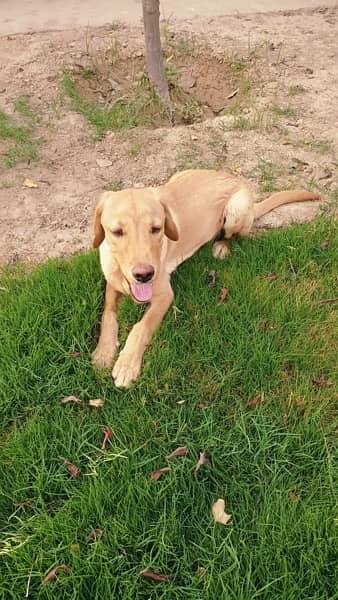 Labrador Home pet 7 months good looking 0