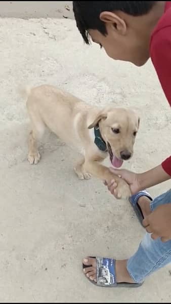 Labrador Home pet 7 months good looking 1