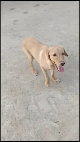 Labrador Home pet 7 months good looking 2