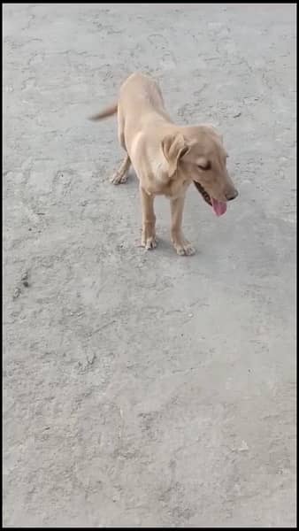 Labrador Home pet 7 months good looking 3