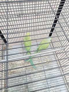 parrots compete pair with pinjra fix price 15000