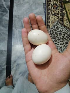 white silkie  cross to black silkei eggs