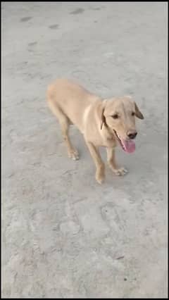 Labrador Home Pet 7 months age good looking