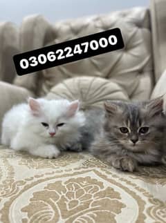 vaccinated Persian Kittens And Female Cat for sale (A+++ Breed)
