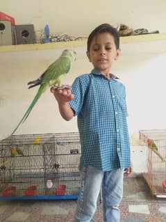 Hand tamed and loving Parrots for sale